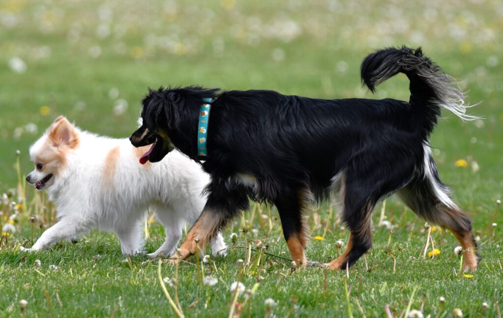 Dog park permits for the Forest Preserve District of Will County’s six dog parks are now on sale. (Forest Preserve photo)