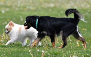 Forest Preserve’s 2026 Dog Park Permits Now on Sale