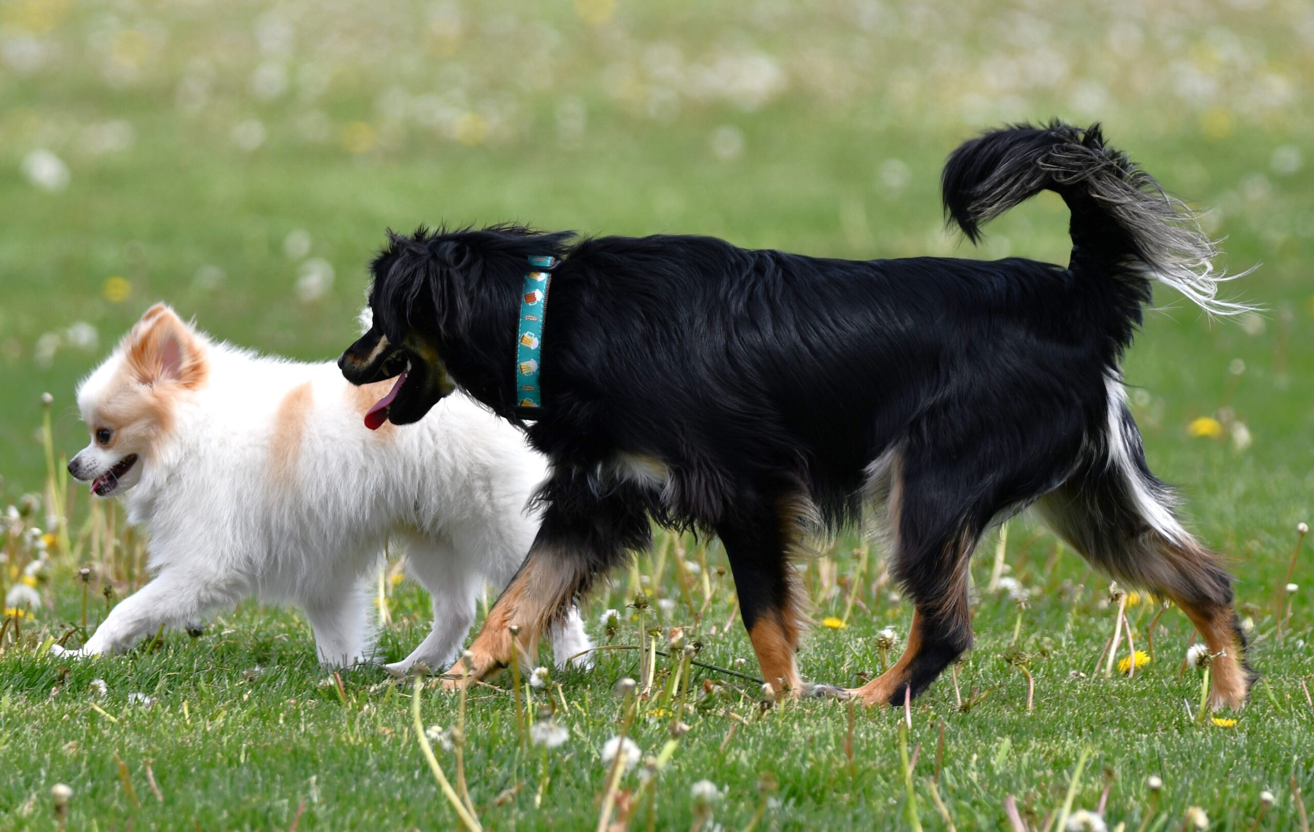 Dog park permits for the Forest Preserve District of Will County’s six dog parks are now on sale. (Forest Preserve photo)