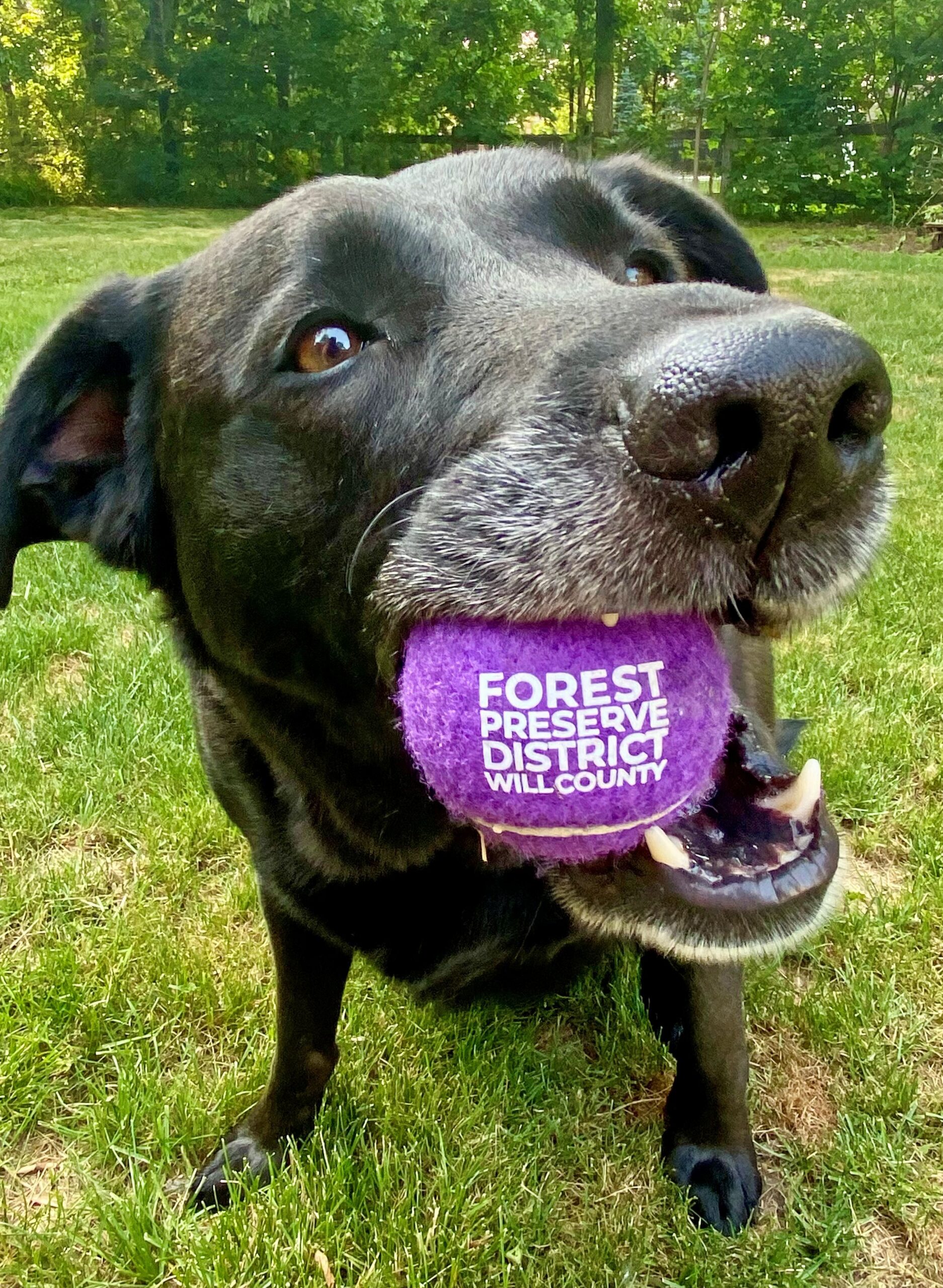Sign up to help improve Messenger Marsh Dog Park in Homer Glen during a Dog Park Glow Up program from 9 a.m. to noon on Saturday, Oct. 11. (Forest Preserve photo)
