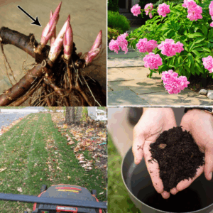 Early fall gardening tasks … and leave the leaves!
