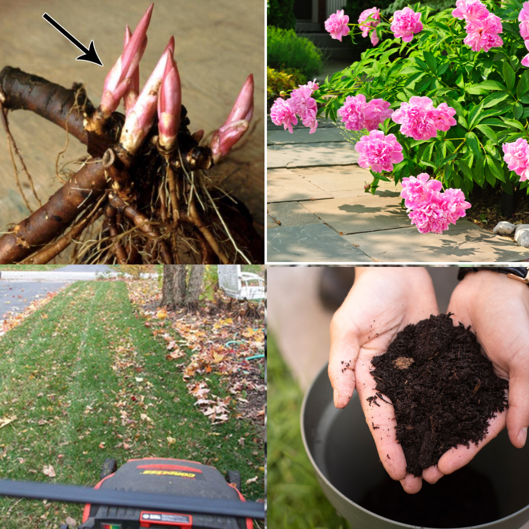 Gardening never ends and some early fall gardening tasks include dividing peonies (top two photos) and turning yard waste in gardeners gold! Compost (bottom two photos)