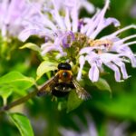 Will County Forest Preserve Programs