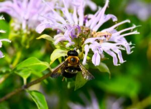 Will County Forest Preserve Programs