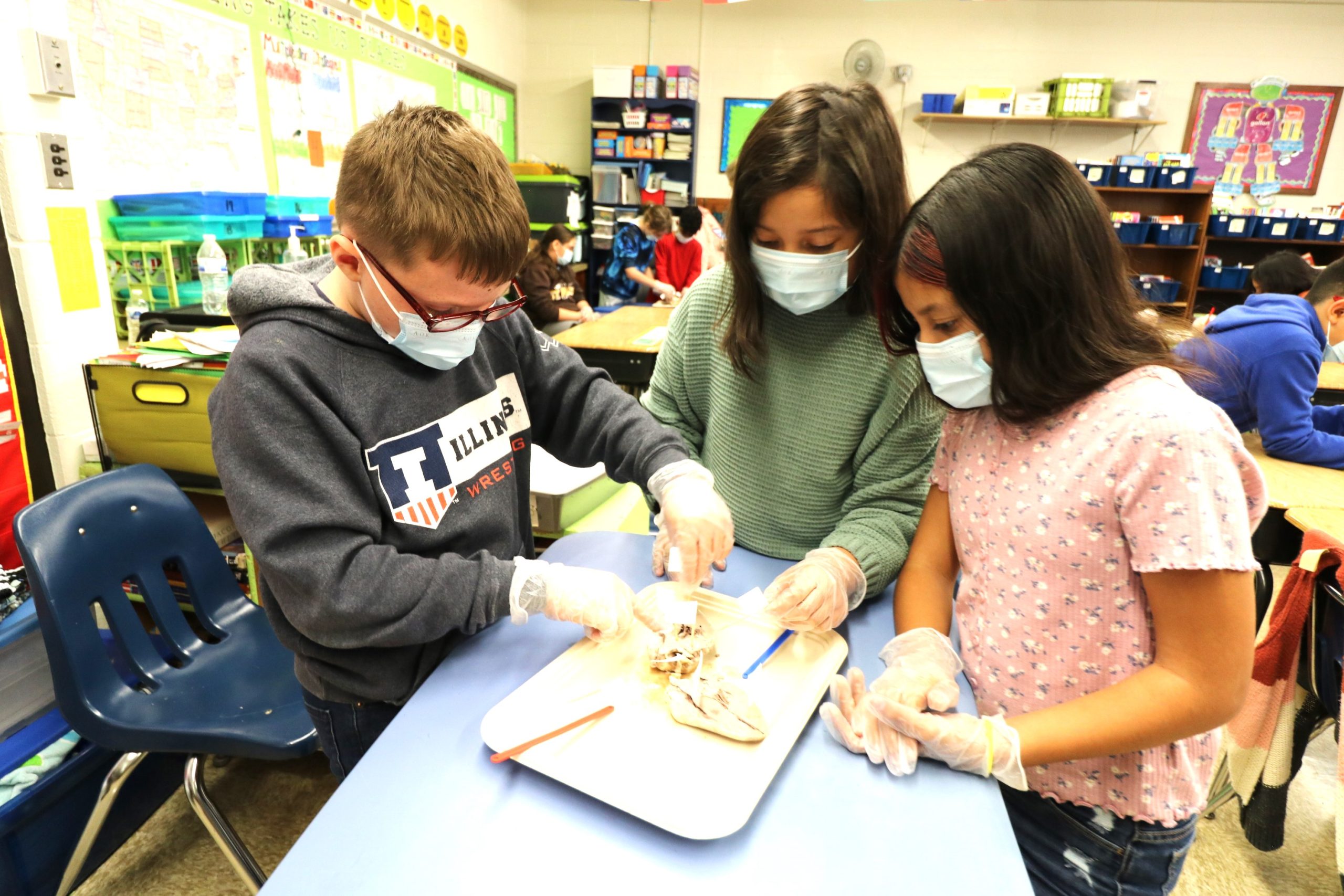 Fourth-grade students at several Joliet Public Schools District 86 schools witnessed their learning come alive after reading the The Circulatory Story from their Wisdom English Arts curriculum. The book followed a fictitious red blood cell’s journey of the heart, lungs, veins, and arteries. Students then had a chance to explore an actual sheep or pig heart in person. The brave students were broken up into small groups and donned surgical gloves to identify and label the different parts of the heart. Other students in the District enjoyed a virtual learning experience of the heart in 3-D on zSpace computers.