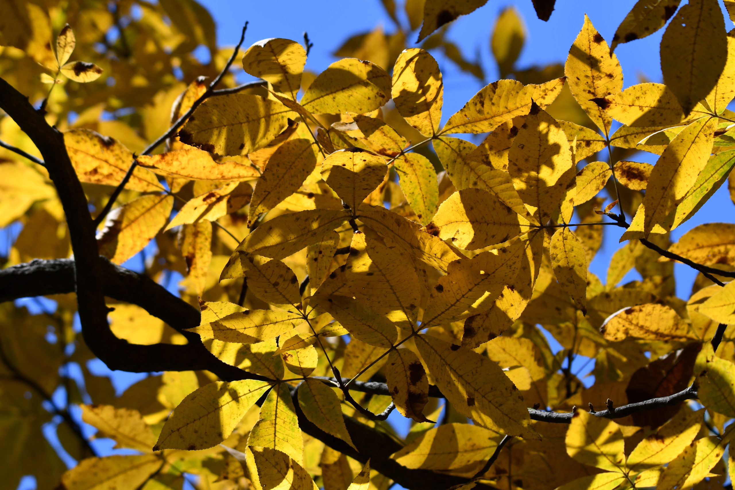 Celebrate all things golden on Sweetest Day, Oct. 21, with a Golden Opportunity – Hike and Craft at Four River Environmental Education Center in Channahon. (Photo by Forest Preserve staff | Anthony Schalk)