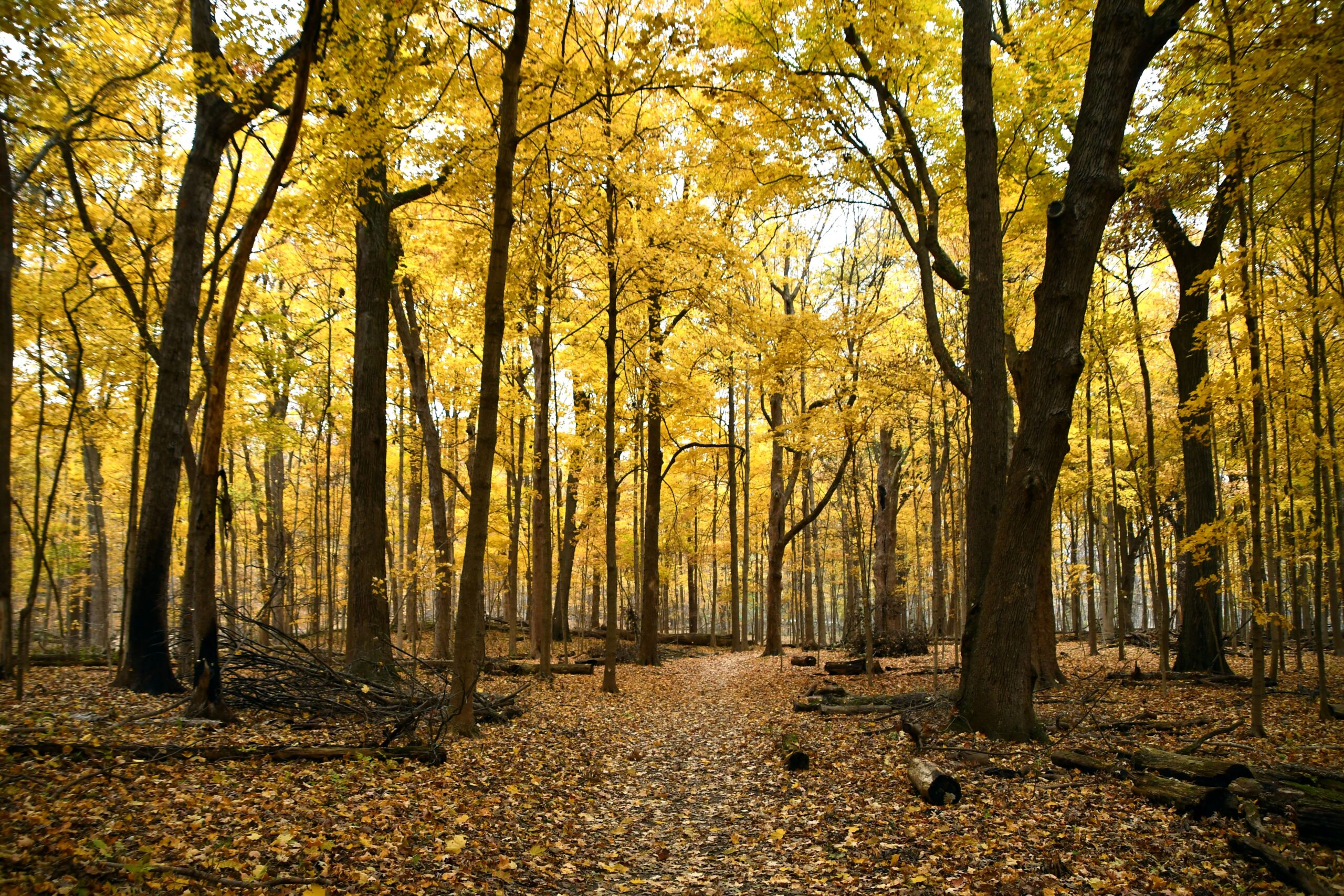 National Take a Hike Day: Celebrate National Take a Hike Day with the Forest Preserve District of Will County on Nov. 17 by signing up for hikes at Messenger Woods Nature Preserve in Homer Glen or Lake Renwick Preserve in Plainfield. (Forest Preserve photo)