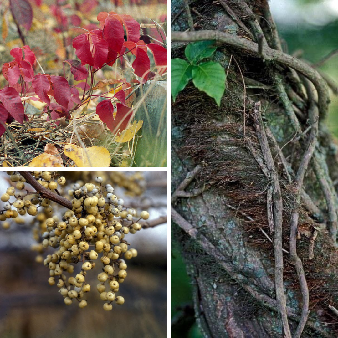 Clockwise from upper left: Poison Ivy in its many stages: Typical Poison Ivy ‘leaves of three’; Poison Ivy’s telltale hairy vine in winter; A full tree of Poison Ivy (note brilliant red fall color of Poison Ivy); and Poison Ivy white berry fruit.