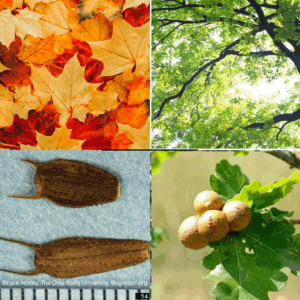 Seasonal Questions: Where did fall go, or is it still coming?