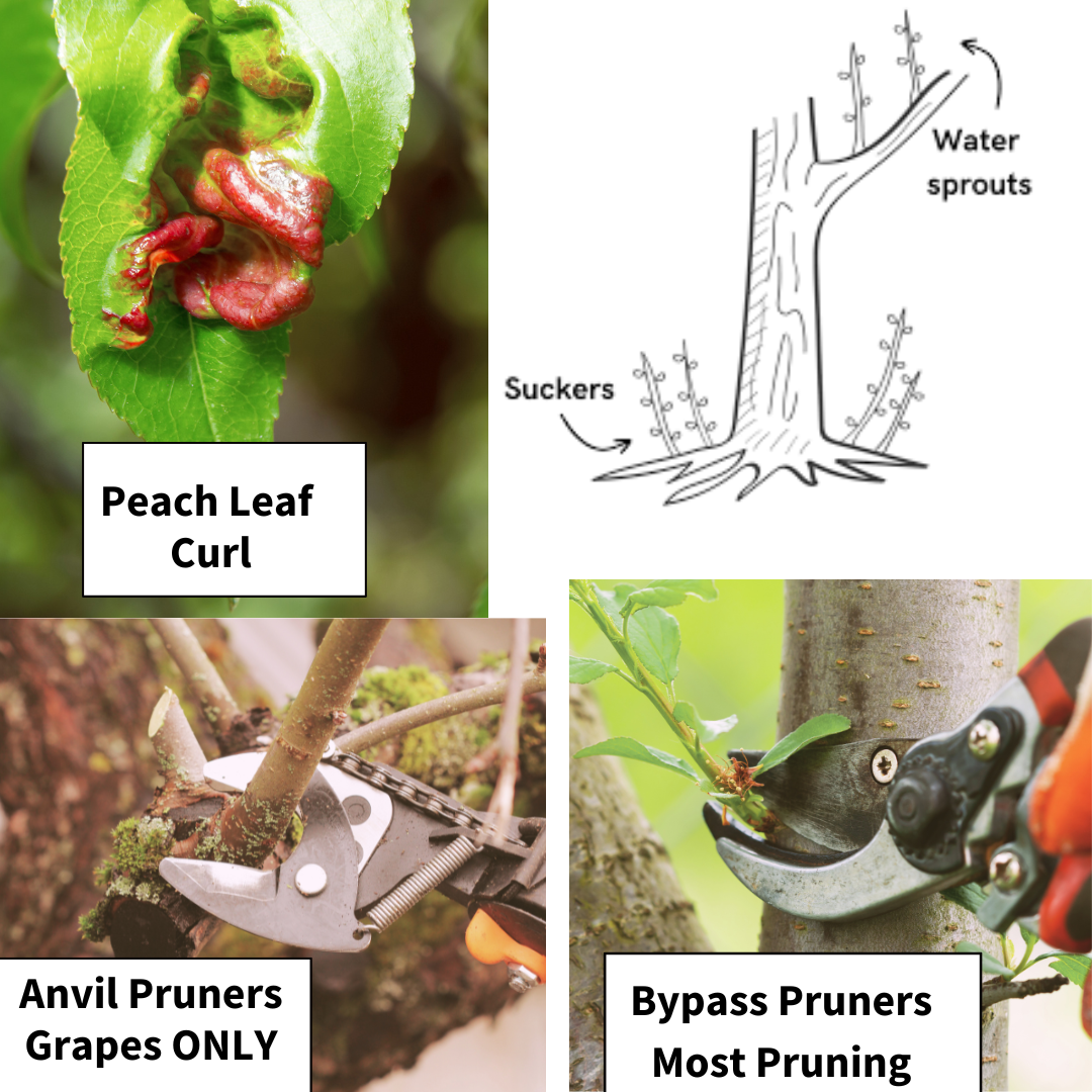'False Spring' gardening tasks