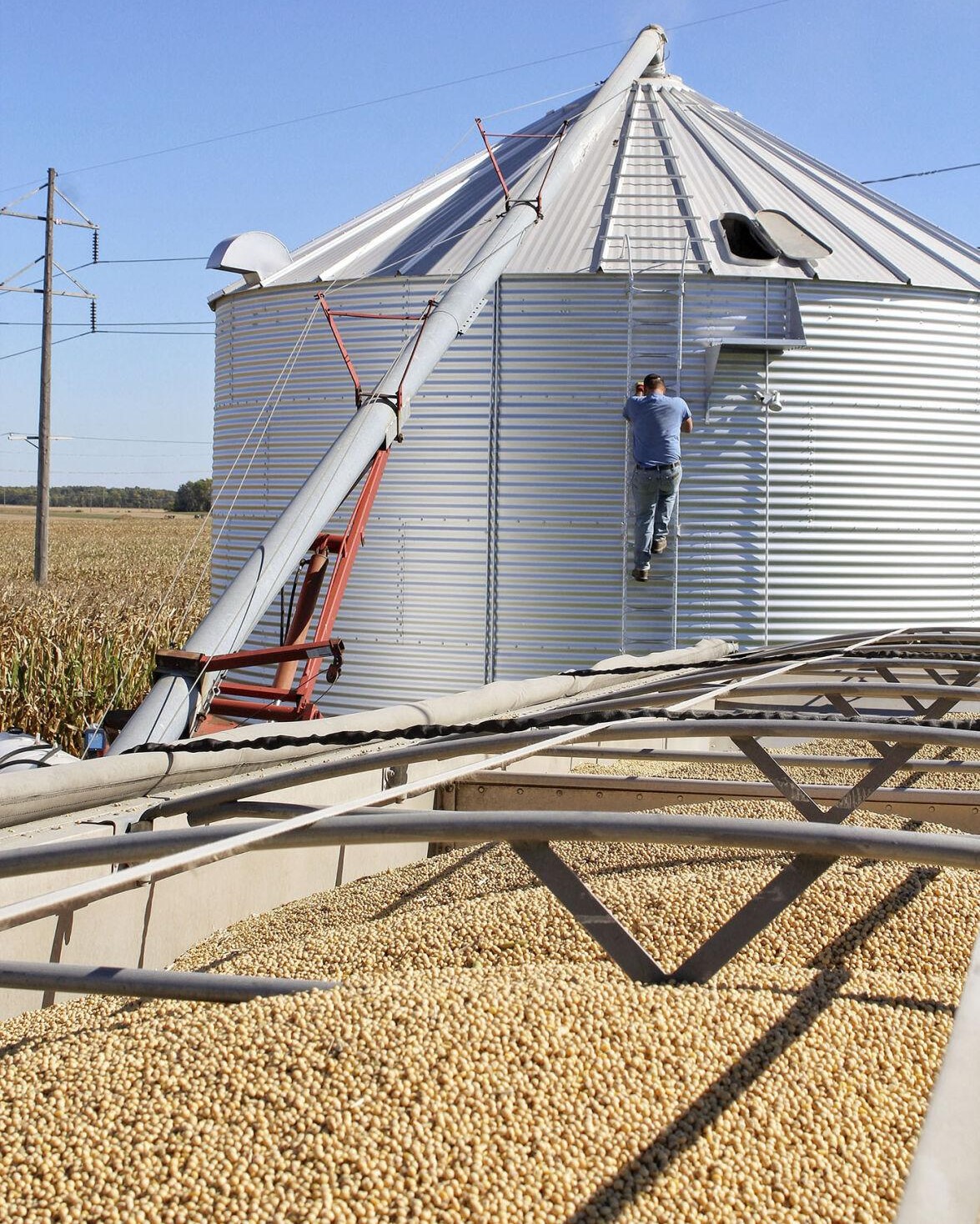 A farmer climbs a ladder on a grain bin in Champaign County while preparing to unload soybeans. Farmers should be careful working around bins and equipment, particularly during long harvest hours. (Photo by Rhiannon Branch of FarmWeek)