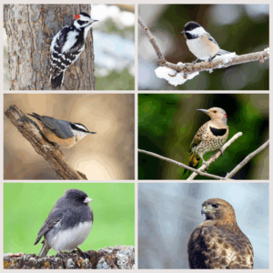 Welcoming our winter feathered friends