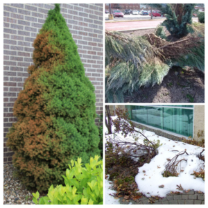 Feel the burn: crack and snap … winter and woody plants