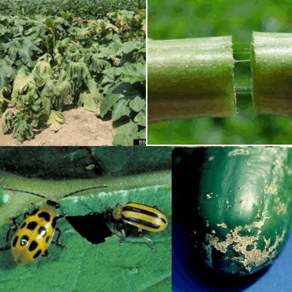 Fight bac-terial wilt (1) Clockwise from upper left. The telltale signs of bacterial wilt, drooping leaves; the diagnostic sticky stem; scarring of fruit caused by cucumber beetle; striped and spotted cucumber beetle.