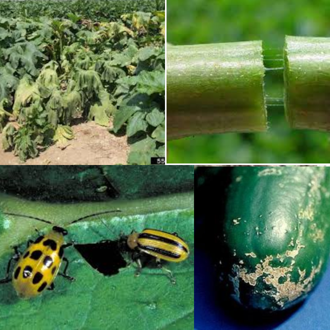 Clockwise from upper left. The telltale signs of bacterial wilt, drooping leaves; the diagnostic sticky stem; scarring of fruit caused by cucumber beetle; striped and spotted cucumber beetle.