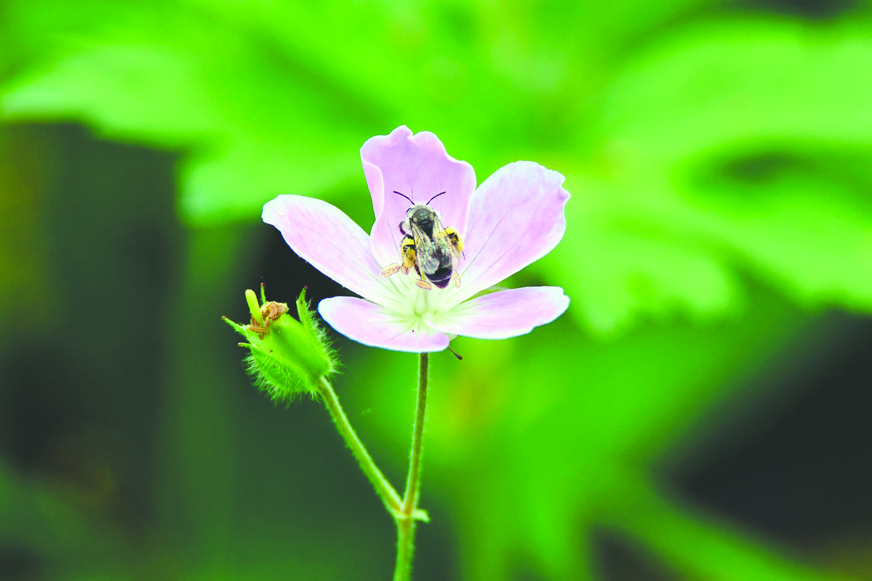 Buzz by the Pollinator Party being held on Saturday, June 24, at Isle a la Cache Museum in Romeoville. Learn why pollinators are vital to our food supply, view live bats, watch a monarch butterfly documentary and find out how to support pollinators at home. The Nature Foundation of Will County will be selling native plants during Pollinator Party. (Forest Preserve photo | Glenn P. Knoblock)