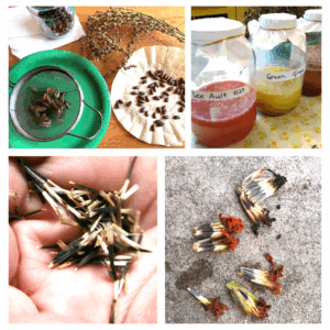 Saving Your Favorites — From Seed to Shining Seed