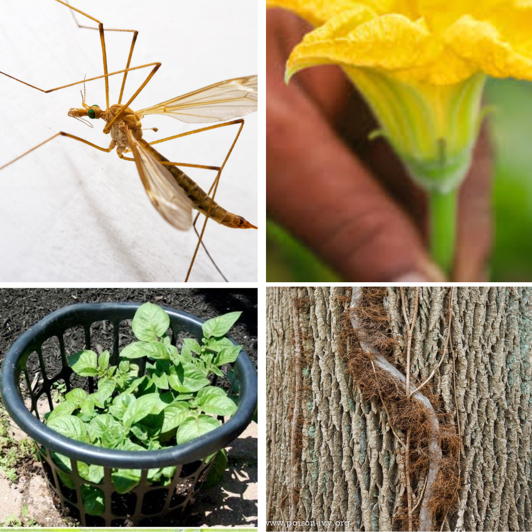 Clockwise from upper right: Crane fly adult (not a mosquito/doesn’t bite), picking vegetable blossoms, woody vine of poison ivy, and growing potatoes in a laundry basket.
