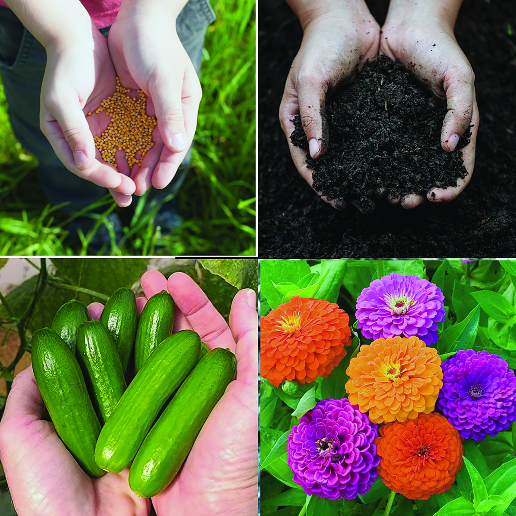 Do I really need 60 pepper plants of the same variety? Consider smaller seed packets or swapping with friends; at the beginning of the gardening season, concentrate on evaluating and/or improving your soil before planting; with all this talk of only using native perennials, remember it is important to continue to plant annuals for season long pollen production; I know we all have our most loved vegetable varieties, but consider trying something new like these snack sized cucumbers.