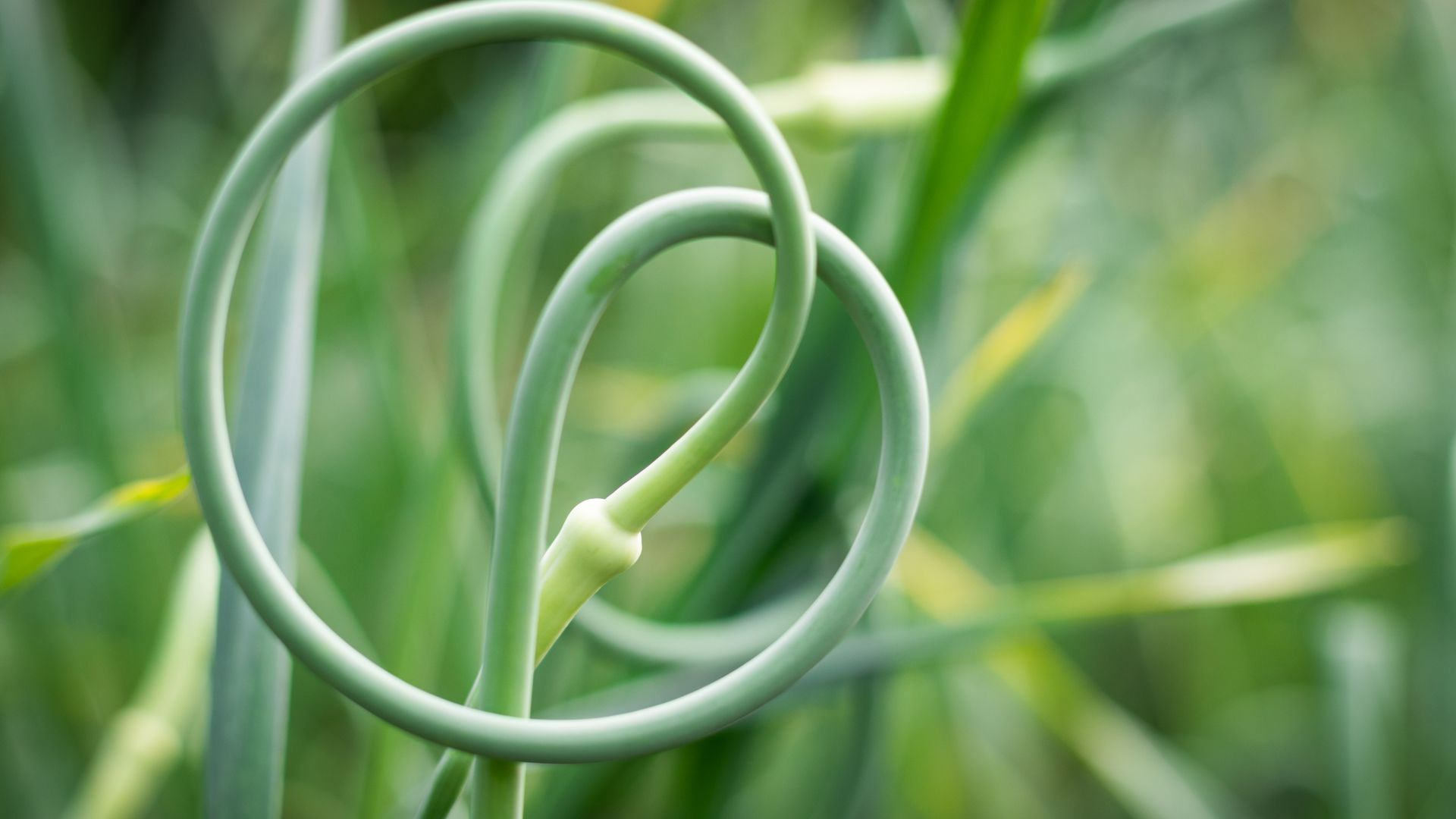 Hardneck (also called rocambole) garlic makes tasty scapes in the spring.