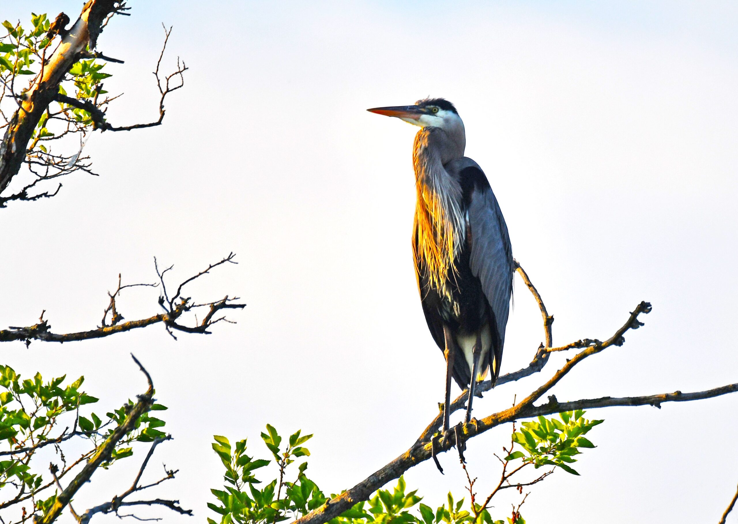 Weekly bird viewing programs at Lake Renwick Heron Rookery begin May 3 and run through Aug. 9. This is the only way to see the birds while the preserve is closed for nesting season. (Forest Preserve photo)