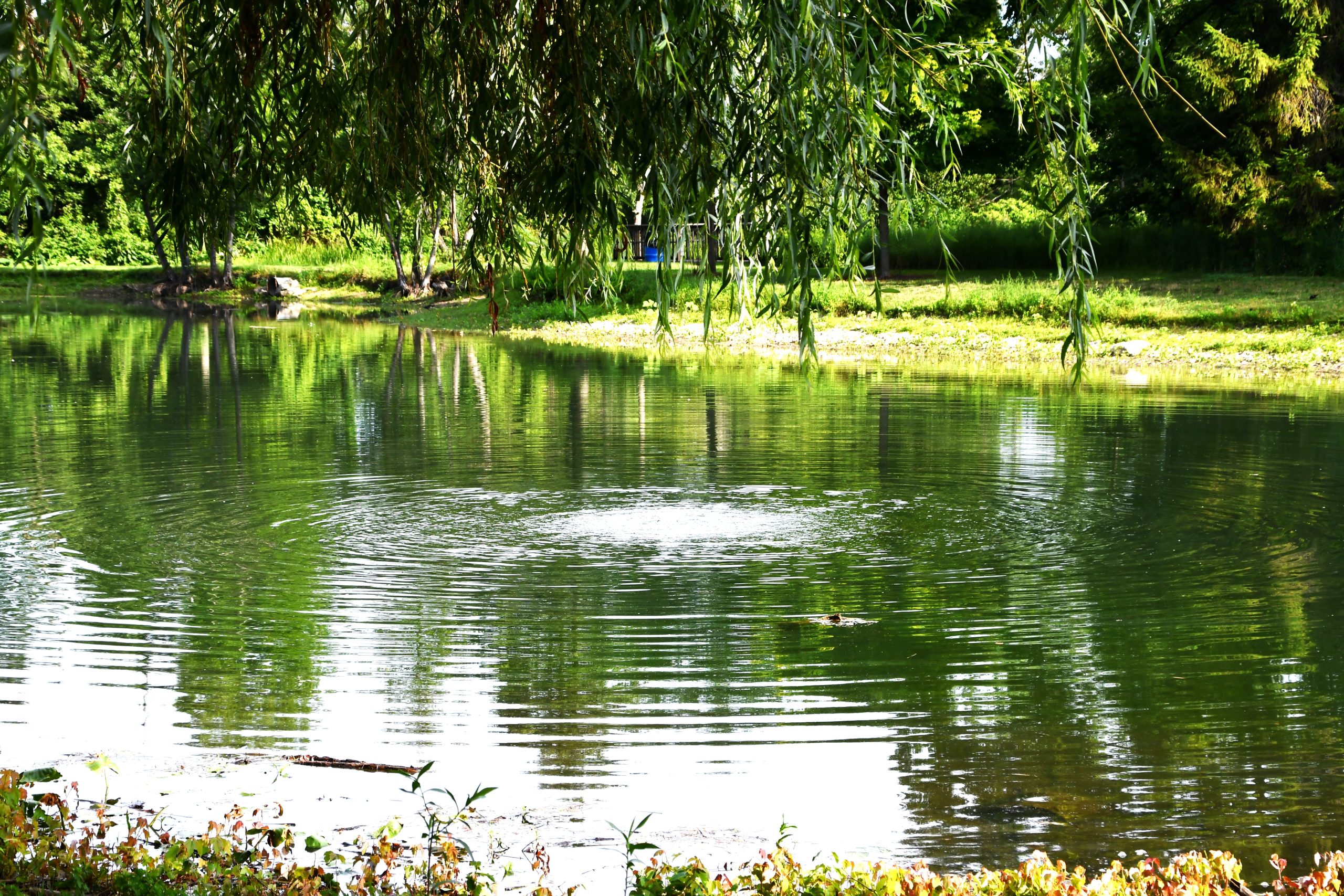 Fish for trout as spring trout season gets underway on April 6 at the Forest Preserve District of Will County’s Hidden Lakes Trout Farm. A special Trout Season Celebration will be held from 6-8 a.m. for early bird anglers. (Forest Preserve photo | Glenn P. Knoblock)