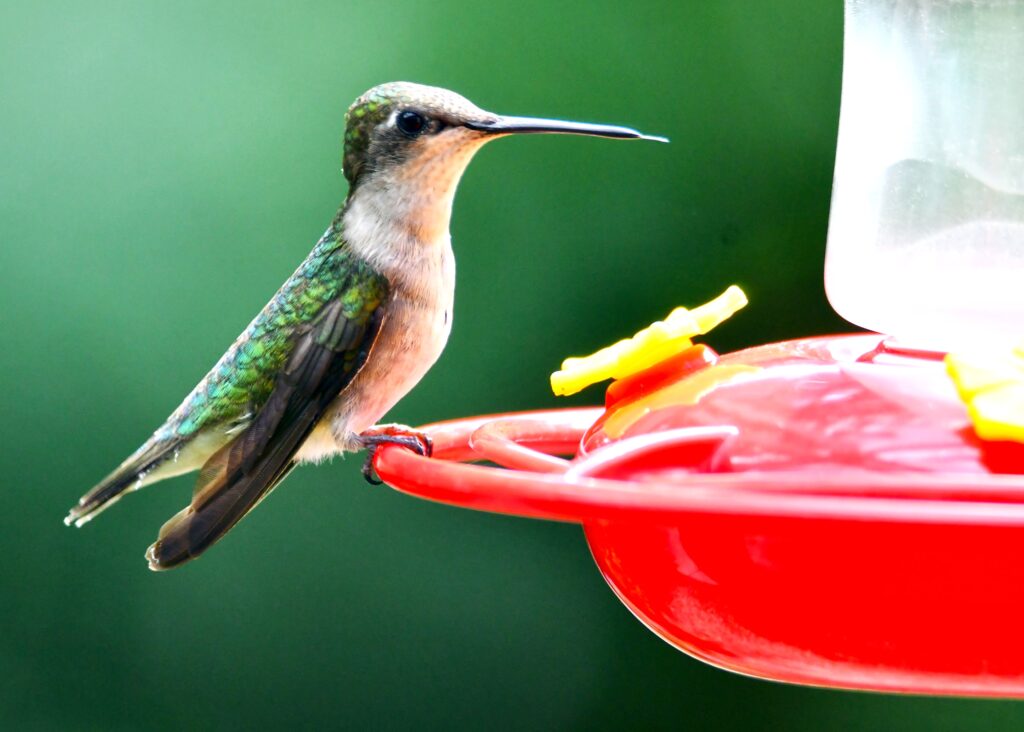 Head to Hidden Oaks Nature Center in August for two hummingbird programs, Hummingbirds in Motion: Zarinelli Art and Rooftop Hummingbird Hangout. (Forest Preserve photo | Glenn P. Knoblock)