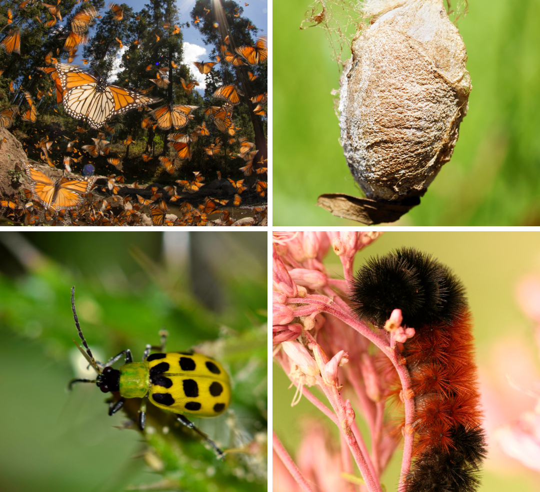How insects survive winter. Clockwise from upper left: Monarchs migrate to oyamel fir trees in Mexico, Cecropia moth winters as a cocoon, Wooly bear caterpillars overwinter as caterpillars with their thick fur coats, and cucumber beetles overwinter as adults under garden debris (clean that vegetable garden in fall!)