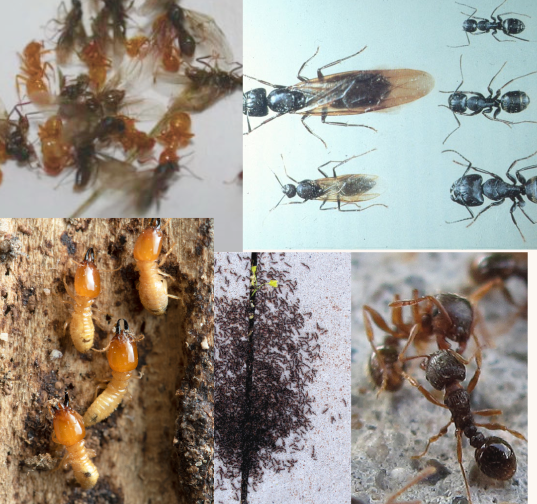 Clockwise from upper left: The citronella ant smells like lemon when crushed; the carpenter ant chews only rotting wood; the pavement (also known as the sugar ant or sweet ant); the termite worker -- note the pear-shaped body and straight antennae.