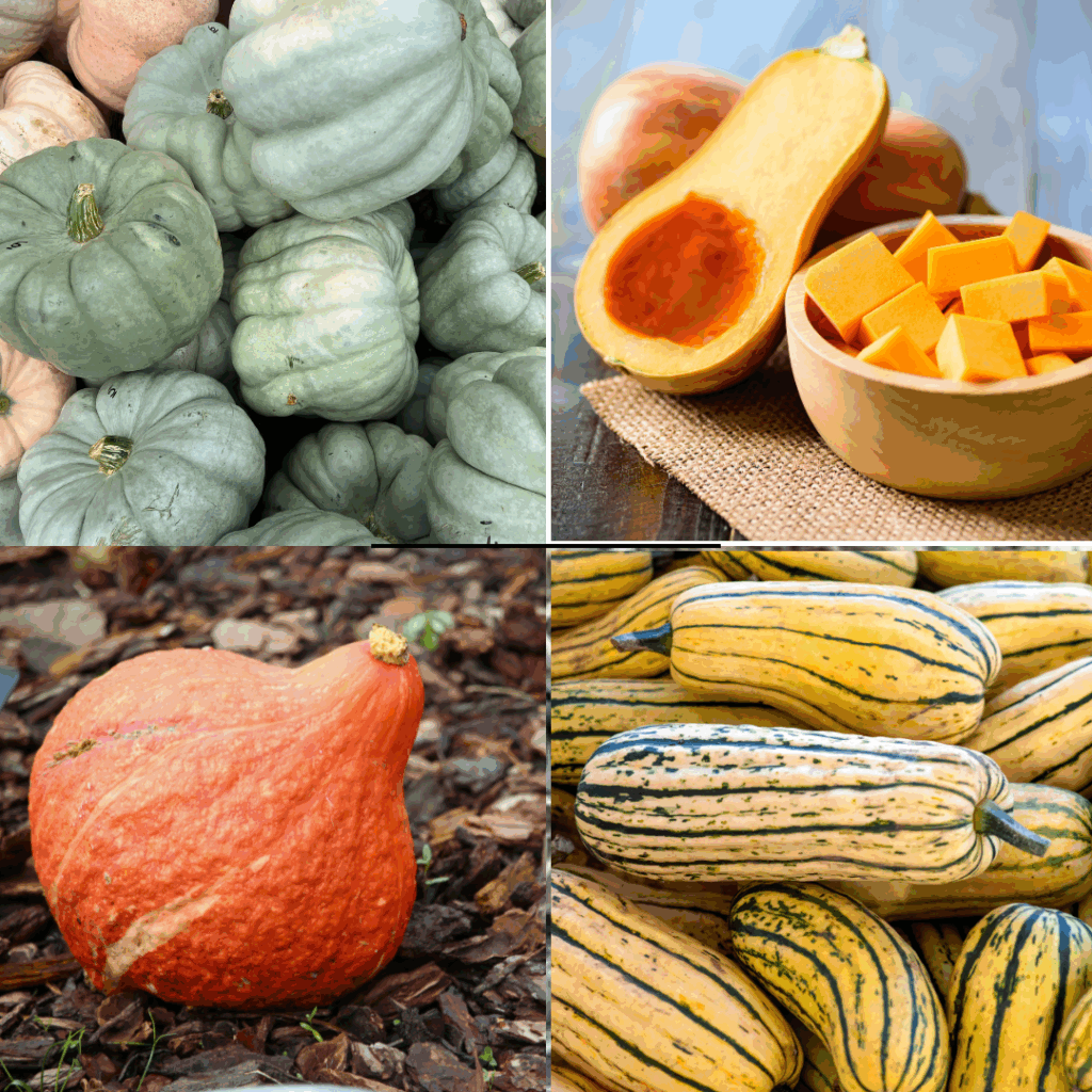 Clockwise from upper left: Jarrahdale pumpkin, butternut squash, delicata squash, red kuri squash