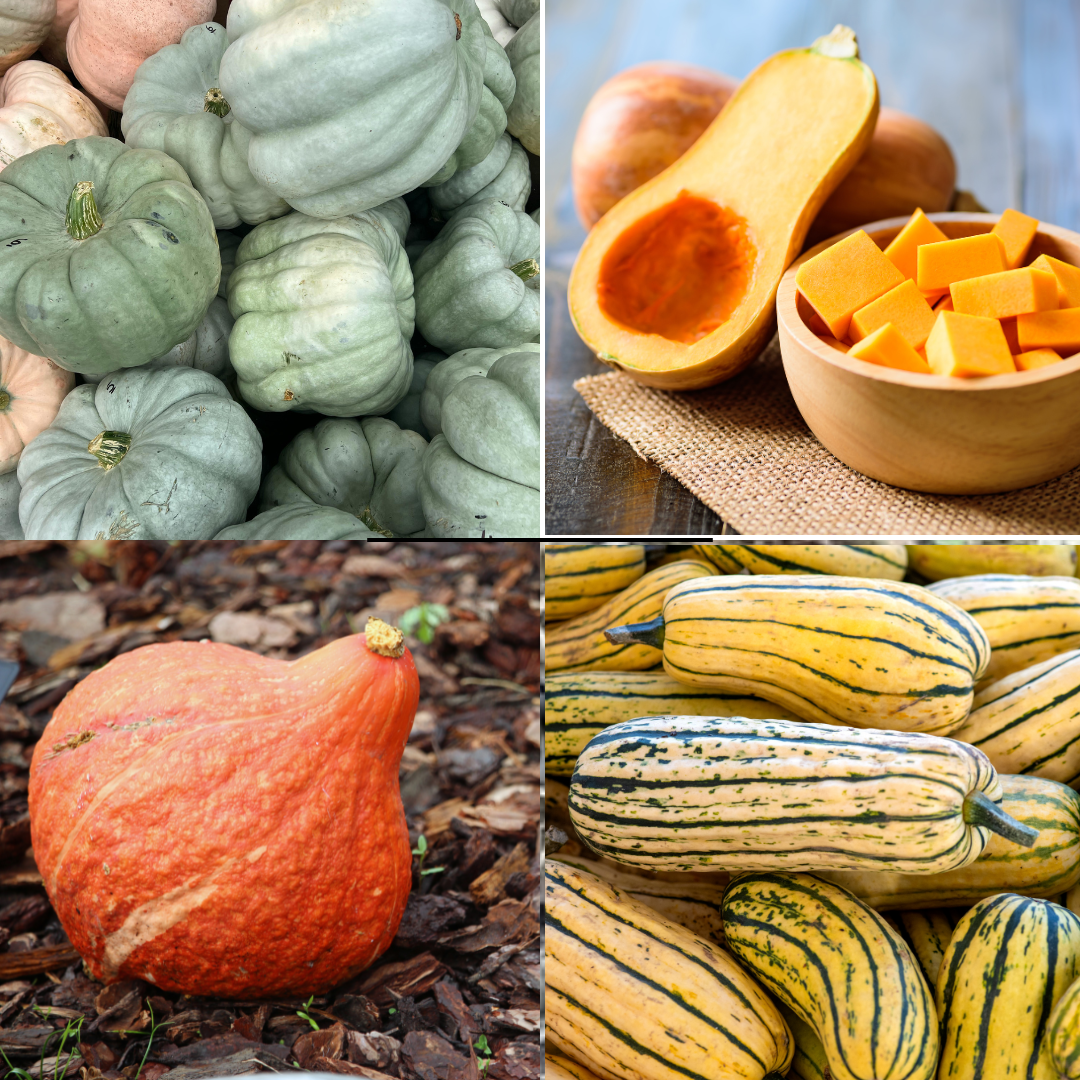 Clockwise from upper left: Jarrahdale pumpkin, butternut squash, delicata squash, red kuri squash