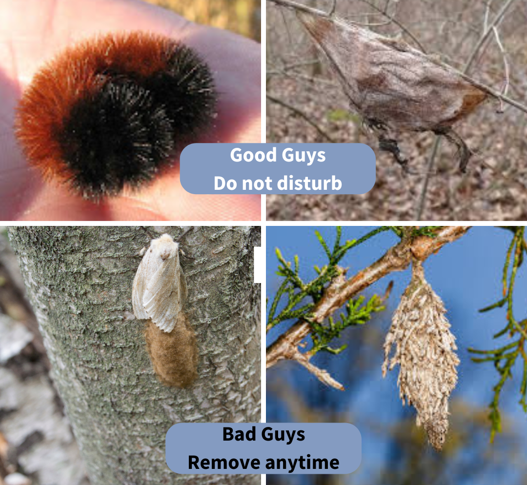 You might see these if you are out walking your yard in January. From top left: Wooly bear caterpillars overwinter as caterpillars. Do not think you need to bring them in, leave them be. Cecropia moths, our largest moth overwinter as large cocoons that look like old brown bags, leave them be. Spongy moth (formerly known as gypsy moth) egg masses are tan and look a little like spackle, hundred of eggs are in there, remove anytime. Bagworms should also be removed anytime they are found. These destructive pests can kill evergreens.