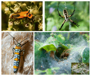 Time to recognize our late-summer friends