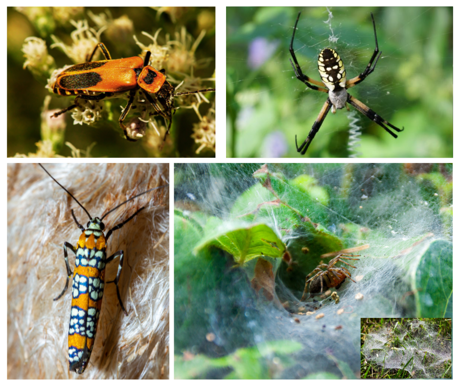 Clockwise from upper left: Pennsylvania Leatherwing (Soldier beetle), Yellow Garden Spider, Funnel Weaver Spider, Ailanthus Webworm Moth.