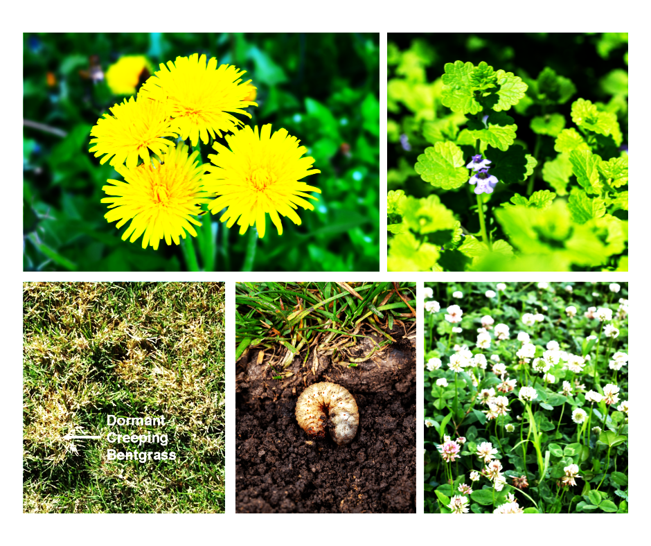 Clockwise from top left: Dandelions, Creeping Charlie, White Clover, Turfgrass Grub, Dormant Creeping Bentgrass