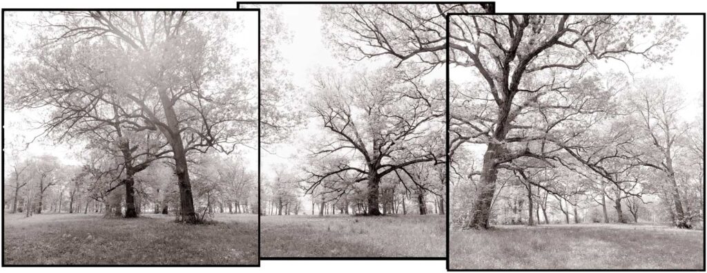 An exhibit titled "Lost and Found: Remnants of Savannas and Old-Growth Forests" will run from Oct. 15 to Dec. 29 at the Forest Preserve District of Will County’s Four Rivers Environmental Education Center in Channahon. (Photos by Miles Lowry)