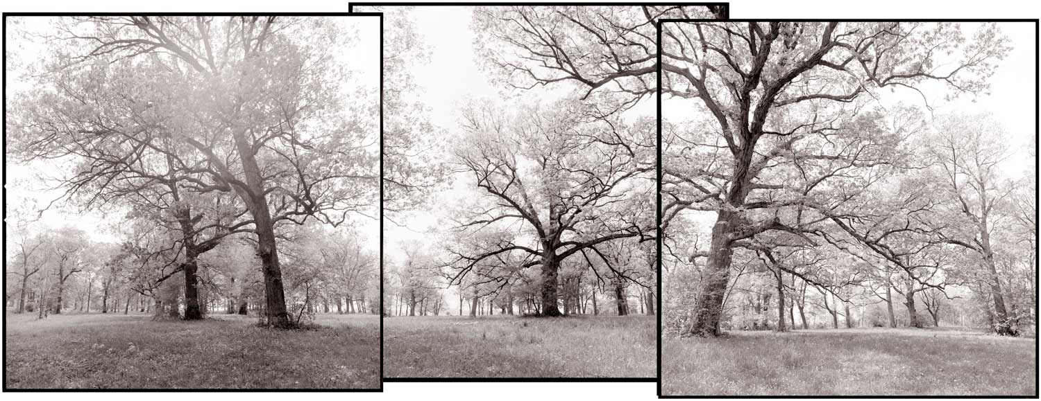 An exhibit titled "Lost and Found: Remnants of Savannas and Old-Growth Forests" will run from Oct. 15 to Dec. 29 at the Forest Preserve District of Will County’s Four Rivers Environmental Education Center in Channahon. (Photos by Miles Lowry)