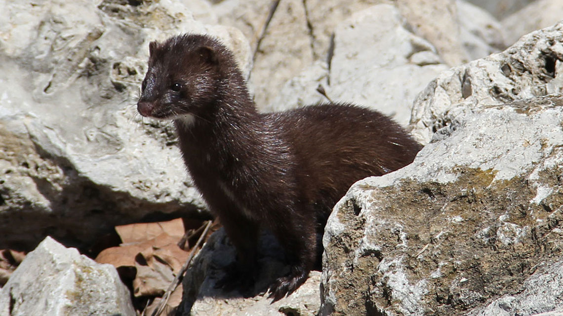 Mink farming industry toes the line as Illinois lawmakers consider regulations