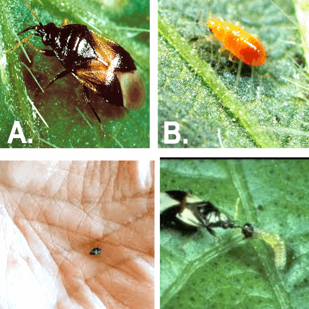 Photos clockwise from upper left: Minute Pirate Bug: Adult, nymph, adult preying on pest insect, size comparison.