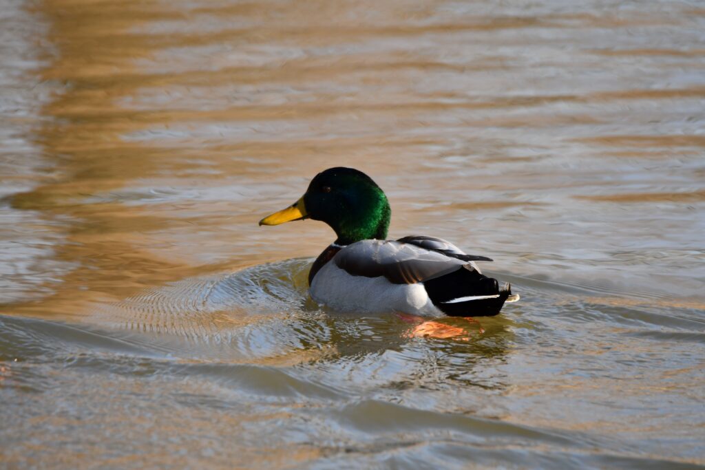 Mallard-Duck-Dec-2023_4748 Look for creatures that feature special adaptations to survive the cold months during a Winter Waterfowl hike on Jan. 12 at the Forest Preserve District of Will County’s Four Rivers Environmental Education Center in Channahon. (Forest Preserve photo)