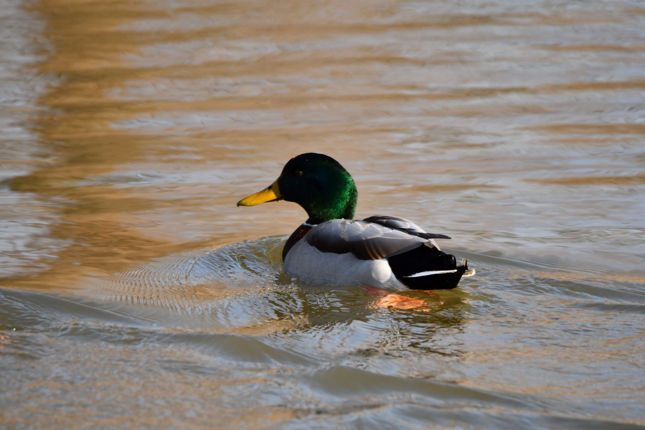 Look for creatures that feature special adaptations to survive the cold months during a Winter Waterfowl hike on Jan. 12 at the Forest Preserve District of Will County’s Four Rivers Environmental Education Center in Channahon. (Forest Preserve photo)