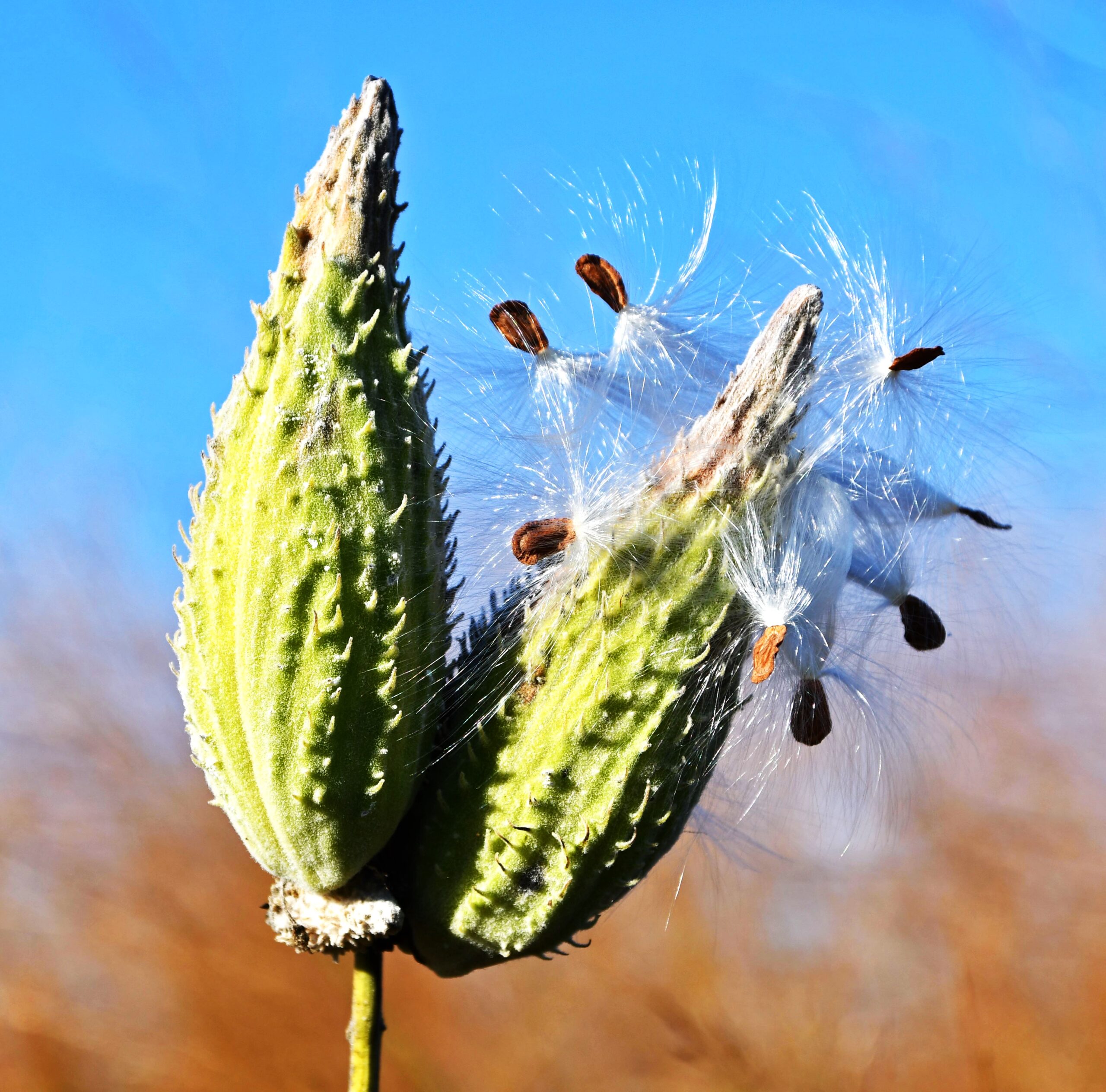 Deck Your Halls with Milkweed: Learn about milkweed and then get artsy by making a milkweed holiday decoration at the Forest Preserve District of Will County’s Deck Your Halls With Milkweed Pods program on Nov. 23 at Isle a la Cache Museum in Romeoville. (Forest Preserve photo)