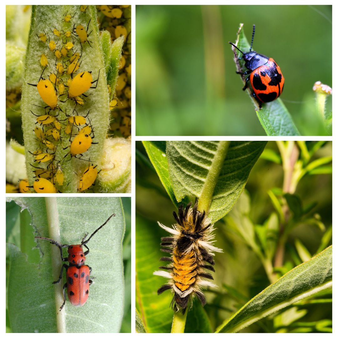 Clockwise from top left, Oleander aphids, swamp milkweed leaf beetle, milkweed longhorn beetle, milkweed tussock moth.
