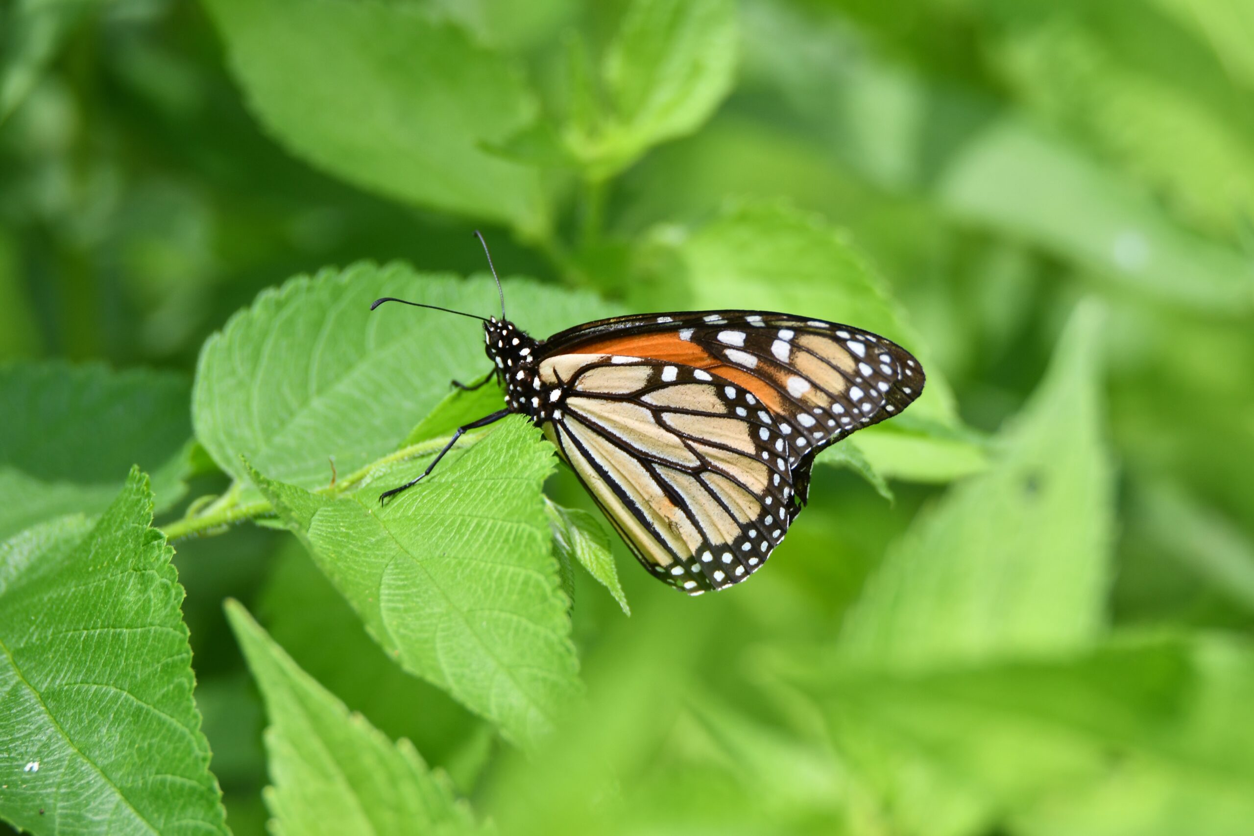 Monarch-Butterfly-McKinley-Woods-Glenn_P_Knoblock