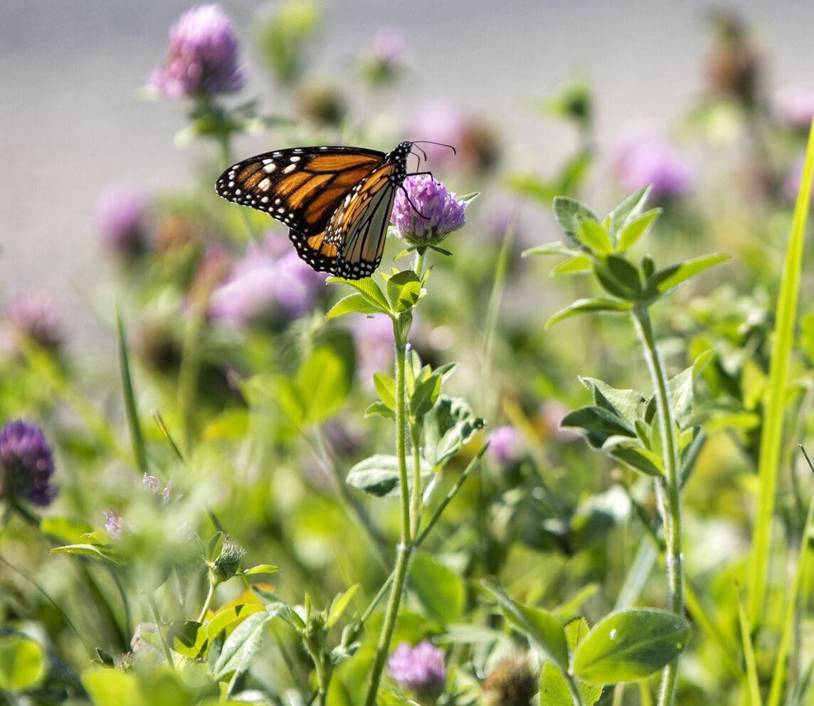 The U.S. Fish and Wildlife Service has proposed to list the monarch butterfly as a threatened species and designate critical habitat under the Endangered Species Act (ESA).