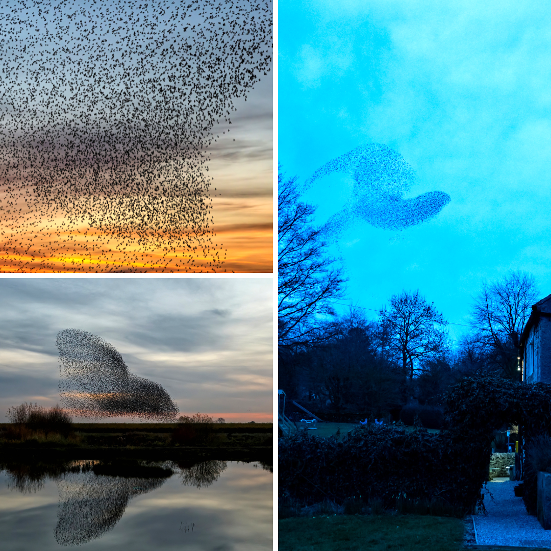 Images of starlings murmurating, or flocking together in organized, undulating shapes.