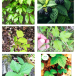 Leaves of three … not always need to let it be … Poison ivy lookalikes