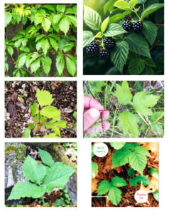 Leaves of three … not always need to let it be … Poison ivy lookalikes
