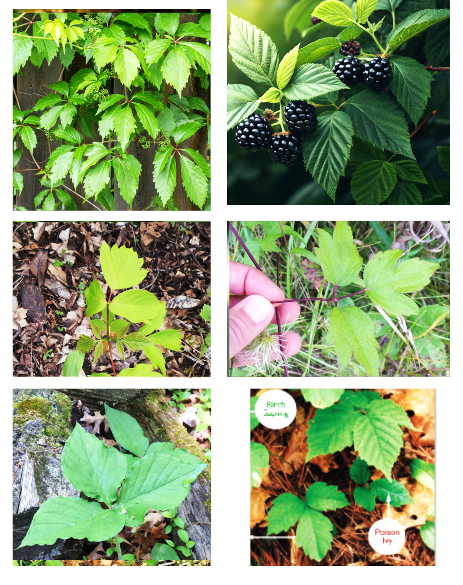 Top: Virginia creeper, blackberry; Middle: Box Elder Tree, Native Clematis; Bottom: Trillium, Birch sapling