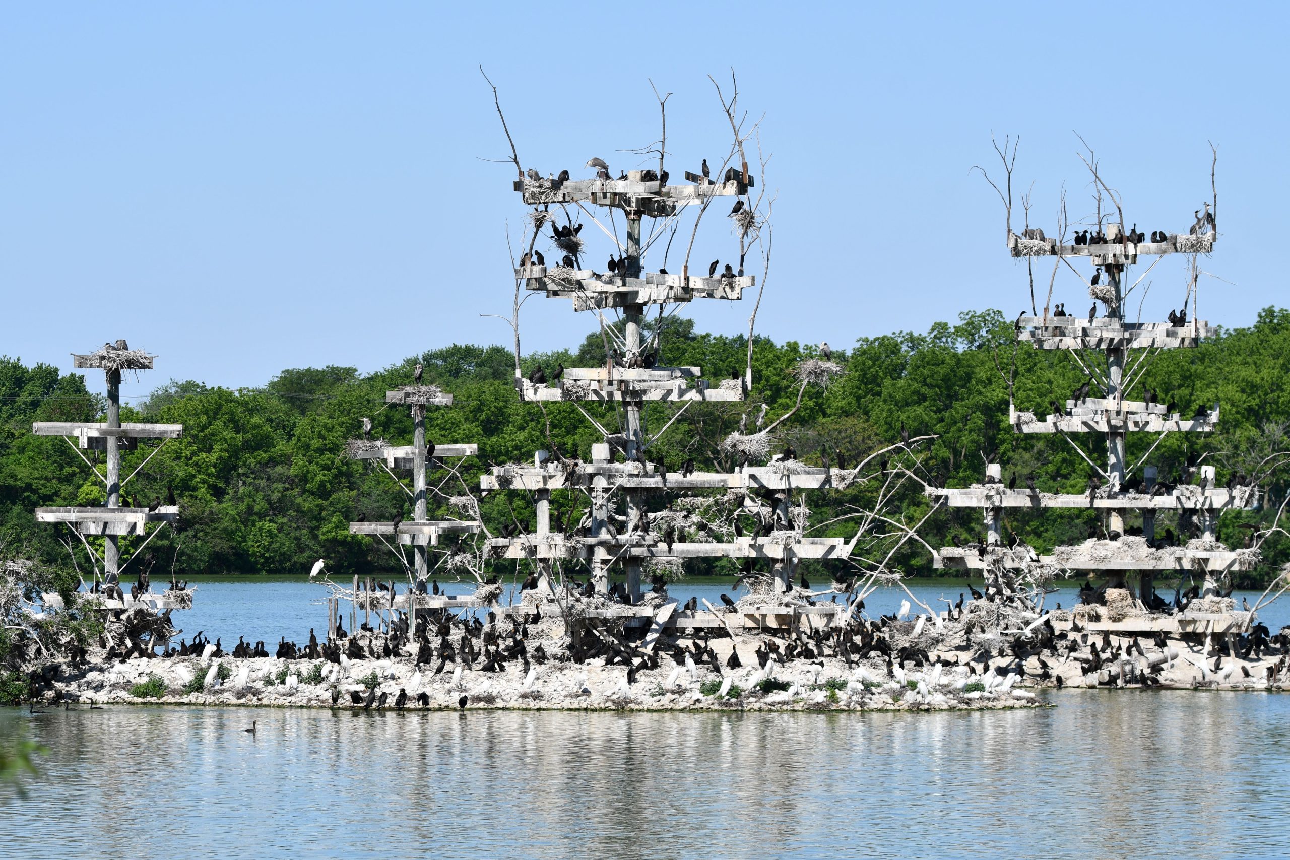View nesting birds during a Lake Renwick Migratory Bird Viewing program on Saturday, July 8, at the Forest Preserve District of Will County’s Lake Renwick Heron Rookery Nature Preserve in Plainfield. (Photo by Forest Preserve staff | Glenn P. Knoblock)